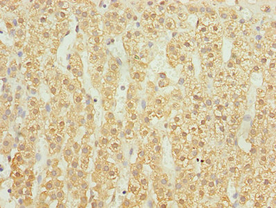 Immunohistochemistry of paraffin-embedded human adrenal gland tissue using CSB-PA840585ESR2HU at dilution of 1:100