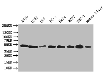 Western blot All lanes: CRBN antibody at 4.65microg/ml Lane 1: Mouse liver tissue Lane 2: Colo320 whole cell lysate Lane 3: A375 whole cell lysate Secondary Goat polyclonal to rabbit IgG at 1/10000 dilution Predicted band size: 51 kDa Observed band size: 51 kDa