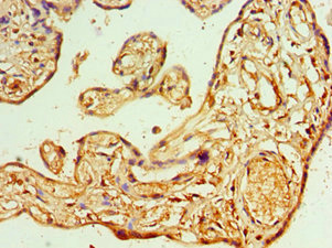 Immunohistochemistry of paraffin-embedded human placenta tissue using CSB-PA882159ESR2HU at dilution of 1:100