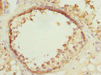 Immunohistochemistry of paraffin-embedded human testis tissue using CSB-PA891974DSR2HU at dilution of 1:100