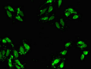 Immunofluorescence(IF) - ABT1 Antibody