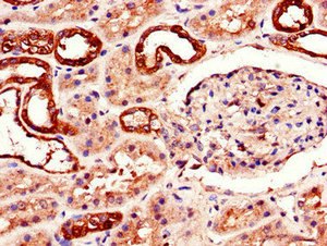 Immunohistochemistry of paraffin-embedded human kidney tissue using CSB-PA001377LA01HU at dilution of 1:100