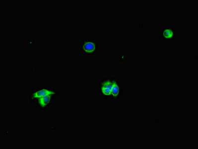 Immunofluorescence(IF) - ALB Antibody
