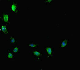CSB-PA002437LA01HU