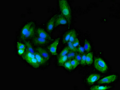 Immunofluorescence(IF) - CEACAM6 Antibody