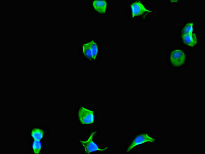 Immunofluorescent analysis of MCF-7 cells using CSB-PA007553LA01HU at dilution of 1:100 and Alexa Fluor 488-congugated AffiniPure Goat Anti-Rabbit IgG(H+L)
