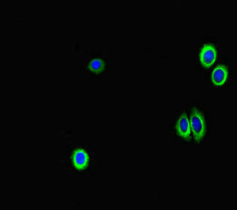 Immunofluorescent analysis of HepG2 cells using CSB-PA009125LA01HU at dilution of 1:100 and Alexa Fluor 488-congugated AffiniPure Goat Anti-Rabbit IgG(H+L)