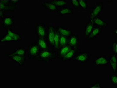Immunofluorescence(IF) - GPS2 Antibody