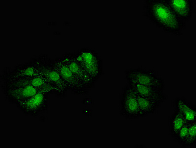 Immunofluorescence(IF) - GPX2 Antibody