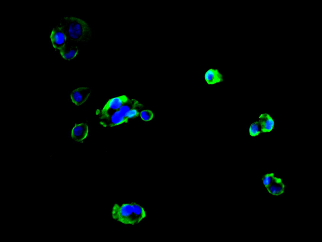Immunofluorescent analysis of HepG2 cells using CSB-PA010756LA01HU at dilution of 1:100 and Alexa Fluor 488-congugated AffiniPure Goat Anti-Rabbit IgG(H+L)