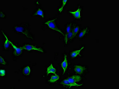 Immunofluorescence(IF) - IL33 Antibody