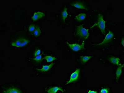 Immunofluorescent analysis of U251 cells using CSB-PA012742LA01HU at dilution of 1:100 and Alexa Fluor 488-congugated AffiniPure Goat Anti-Rabbit IgG(H+L)