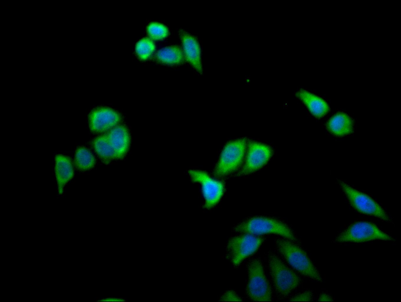 Immunofluorescent analysis of PC-3 cells using CSB-PA015249LA01HU at dilution of 1:100 and Alexa Fluor 488-congugated AffiniPure Goat Anti-Rabbit IgG(H+L)
