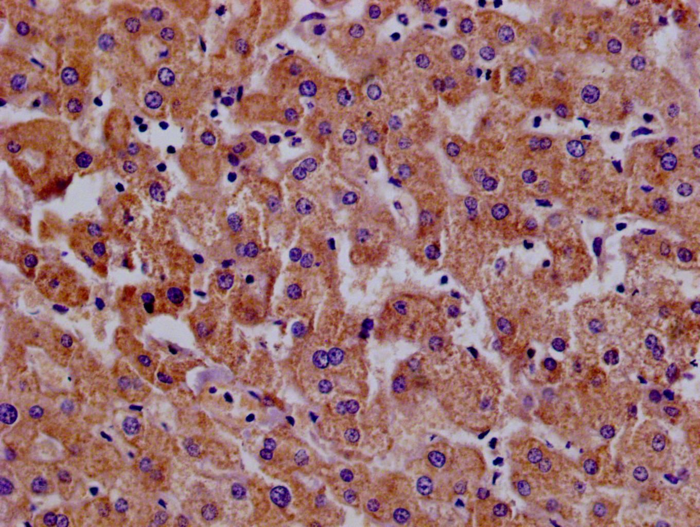 Immunohistochemistry of paraffin-embedded human pancreatic tissue using CSB-PA015249LA01HU at dilution of 1:100