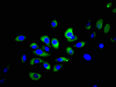 Immunofluorescent analysis of A549 cells using CSB-PA015549LA01HU at dilution of 1:100 and Alexa Fluor 488-congugated AffiniPure Goat Anti-Rabbit IgG(H+L)