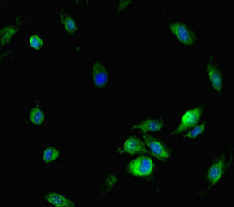Immunofluorescence(IF) - NFAT5 Antibody
