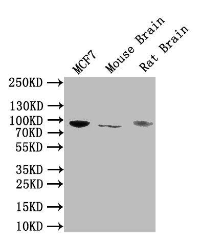 Western Blotting(WB) - NTRK1 Antibody