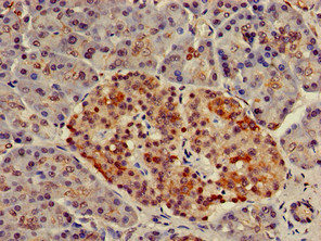 Immunohistochemistry of paraffin-embedded human pancreatic tissue using CSB-PA016188LA01HU at dilution of 1:100