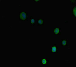 CSB-PA018733LA01HU