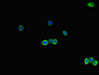 Immunofluorescent analysis of HepG2 cells using CSB-PA019179LA01HU at dilution of 1:100 and Alexa Fluor 488-congugated AffiniPure Goat Anti-Rabbit IgG(H+L)