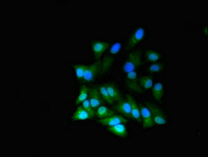 Immunofluorescent analysis of Hela cells using CSB-PA019625LA01HU at dilution of 1:100 and Alexa Fluor 488-congugated AffiniPure Goat Anti-Rabbit IgG(H+L)