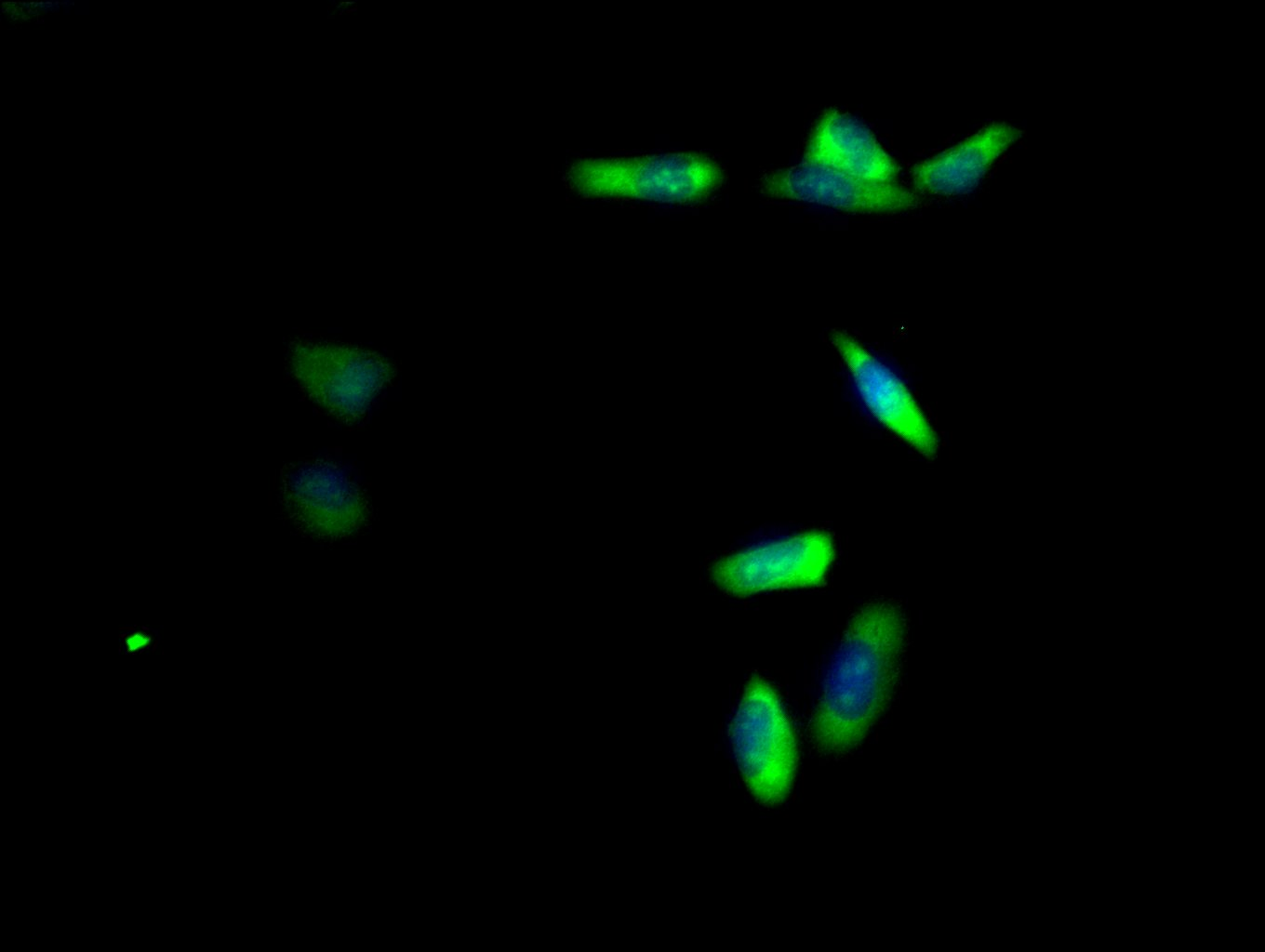 Immunofluorescent analysis of Hela cells using CSB-PA020160LA01HU at dilution of 1:100 and Alexa Fluor 488-congugated AffiniPure Goat Anti-Rabbit IgG(H+L)