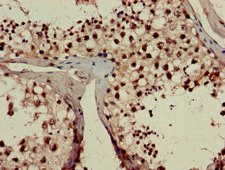 Immunohistochemistry of paraffin-embedded human testis tissue using CSB-PA020187LA01HU at dilution of 1:100