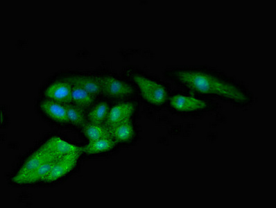 Immunofluorescent analysis of HepG2 cells using CSB-PA020457LA01HU at dilution of 1:100 and Alexa Fluor 488-congugated AffiniPure Goat Anti-Rabbit IgG(H+L)