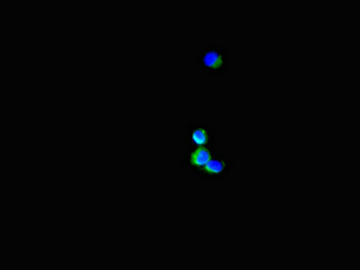 Immunofluorescent analysis of Hela cells using CSB-PA021226LA01HU at dilution of 1:100 and Alexa Fluor 488-congugated AffiniPure Goat Anti-Rabbit IgG(H+L)