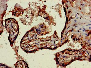Immunohistochemistry of paraffin-embedded human placenta tissue using CSB-PA021357LA01HU at dilution of 1:100