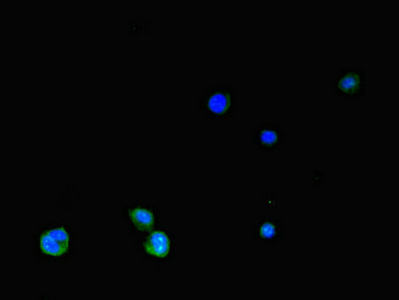 Immunofluorescent analysis of HepG2 cells using CSB-PA021553LA01HU at dilution of 1:100 and Alexa Fluor 488-congugated AffiniPure Goat Anti-Rabbit IgG(H+L)