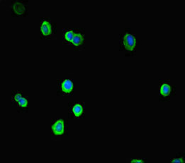 Immunofluorescent analysis of HepG2 cells using CSB-PA022422LA01HU at dilution of 1:100 and Alexa Fluor 488-congugated AffiniPure Goat Anti-Rabbit IgG(H+L)