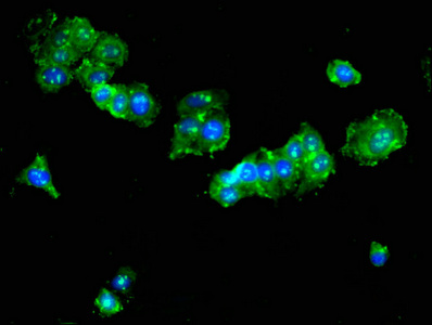 Immunofluorescent analysis of HepG2 cells using CSB-PA023175LA01HU at dilution of 1:100 and Alexa Fluor 488-congugated AffiniPure Goat Anti-Rabbit IgG(H+L)