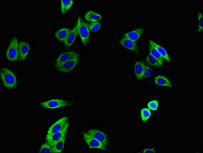 Immunofluorescence staining of HepG2 cells with CSB-PA023451LA01HU at 1:400, counter-stained with DAPI. The cells were fixed in 4% formaldehyde, permeabilized using 0.2% Triton X-100 and blocked in 10% normal Goat Serum. The cells were then incubated with the antibody overnight at 4°C. The secondary antibody was Alexa Fluor 488-congugated AffiniPure Goat Anti-Rabbit IgG(H+L).