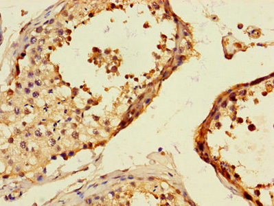 Immunohistochemistry of paraffin-embedded human testis tissue using CSB-PA023595LA01HU at dilution of 1:100