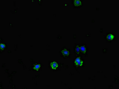 Immunofluorescence(IF) - TLR1 Antibody