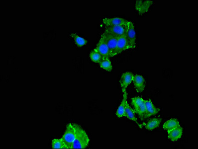 Immunofluorescent analysis of HepG2 cells using CSB-PA024009LA01HU at dilution of 1:100 and Alexa Fluor 488-congugated AffiniPure Goat Anti-Rabbit IgG(H+L)