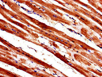 CSB-PA026119LA01HU