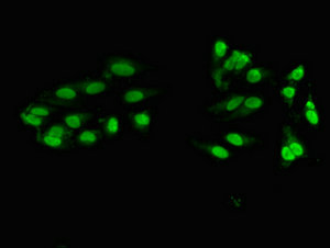 Immunofluorescent analysis of Hela cells using CSB-PA026680LA01HU at dilution of 1:100 and Alexa Fluor 488-congugated AffiniPure Goat Anti-Rabbit IgG(H+L)