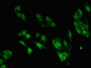 Immunofluorescent analysis of Hela cells using CSB-PA026957LA01HU at dilution of 1:100 and Alexa Fluor 488-congugated AffiniPure Goat Anti-Rabbit IgG(H+L)