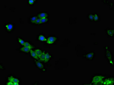 Immunofluorescent analysis of HepG2 cells using CSB-PA05659A0Rb at dilution of 1:100 and Alexa Fluor 488-congugated AffiniPure Goat Anti-Rabbit IgG(H+L)
