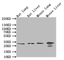 Anti-Human CD9 Antibody, Tested in ELISA, WB, IHC, IF- CUSABIO