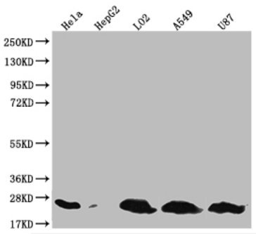 Western Blot Positive WB detected in: Hela whole cell lysate, LO2 whole cell lysate, A549 whole cell lysate, U87 whole cell lysate, HepG2 whole cell lysate All lanes: CD9 antibody at 1:1000 Secondary Goat polyclonal to rabbit IgG at 1/50000 dilution Predicted band size: 25 kDa Observed band size: 25 kDa