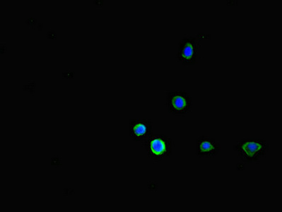 Immunofluorescence(IF) - FCGR2B Antibody