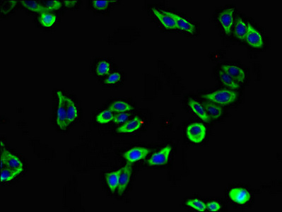 Immunofluorescent analysis of HepG2 cells using CSB-PA12729A0Rb at dilution of 1:100 and Alexa Fluor 488-congugated AffiniPure Goat Anti-Rabbit IgG(H+L)