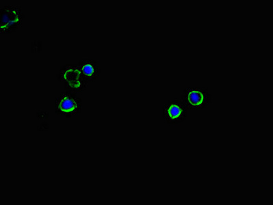 Immunofluorescent analysis of MCF-7 cells using CSB-PA13329A0Rb at dilution of 1:100 and Alexa Fluor 488-congugated AffiniPure Goat Anti-Rabbit IgG(H+L)