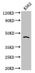 Western Blot Positive WB detected in: K562 whole cell lysate All lanes: CDC37 antibody at 2.7microg/ml Secondary Goat polyclonal to rabbit IgG at 1/50000 dilution Predicted band size: 45 kDa Observed band size: 45 kDa