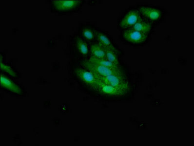 Immunofluorescence(IF) - NMI Antibody
