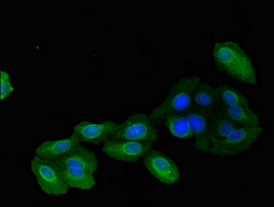 Immunofluorescent analysis of HepG2 cells using CSB-PA623101LA01HU at dilution of 1:100 and Alexa Fluor 488-congugated AffiniPure Goat Anti-Rabbit IgG(H+L)