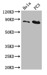 Western Blotting(WB) - CUL2 Antibody